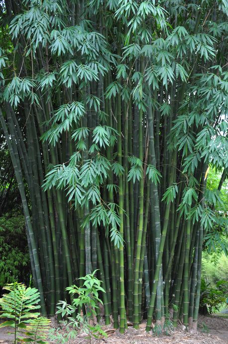 Full Sun Container Plants, Giant Bamboo, Bamboo Seeds, Indoor Plants Styling, Bamboo Trees, Hanging Plant Wall, Bamboo Art, Bamboo Garden, Bamboo Tree