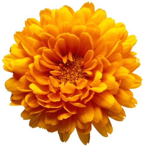 Orange Chrysanthemum, Dahlia Flower Garden, Yellow Daisy Flower, Gerbera Flower, Orange Sunflowers, Daisy Art, Transparent Flowers, Marigold Flower, Chrysanthemum Flower