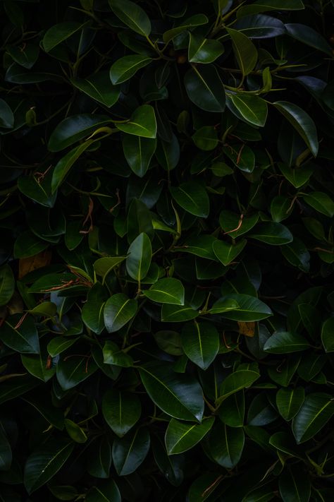 green leafed plant #leaves #plant #green #dark #branches #5K #wallpaper #hdwallpaper #desktop Nechar Photos, Leaves Wallpaper Iphone, Dark Green Wallpaper, Dark Green Aesthetic, Leaf Images, Plant Wallpaper, Leaf Background, Room With Plants, Leaf Wallpaper