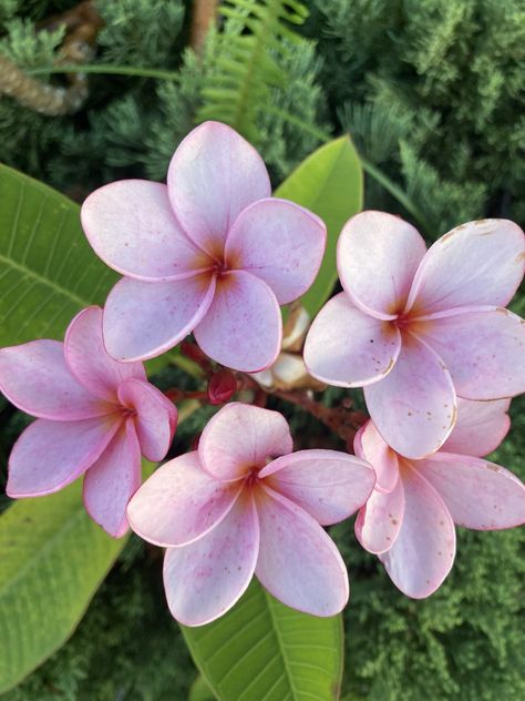 Plumeria flower Light Pink Color, Beautiful Lights, Color Shades, Pink Color, Light Pink, Flowers, Pink, Quick Saves, Color