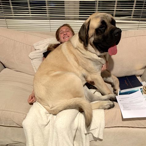 HE STILL CONSIDERS HIMSELF to BE ‘JUST a LAP DOG’! 11 MONTHS OLD … AND STILL GROWING STRONG ... BOTH of THEM (HIS BROTHER couldn't FIT in THE PICTURE ... OR on MY DAUGHTER's LAP)! Growing Strong, English Mastiff, Lap Dogs, Cane Corso, Adorable Animals, Big Dogs, Large Dogs, The Picture, Fit In