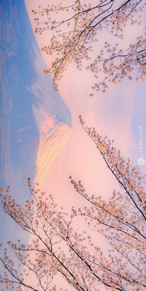 Aesthetic Desktop Wallpaper, Backgrounds Phone Wallpapers, Aesthetic Pastel Wallpaper, Pastel Wallpaper, Kawaii Wallpaper, Anime Scenery Wallpaper, Aesthetic Images, Shades Of Pink, Landscape Wallpaper