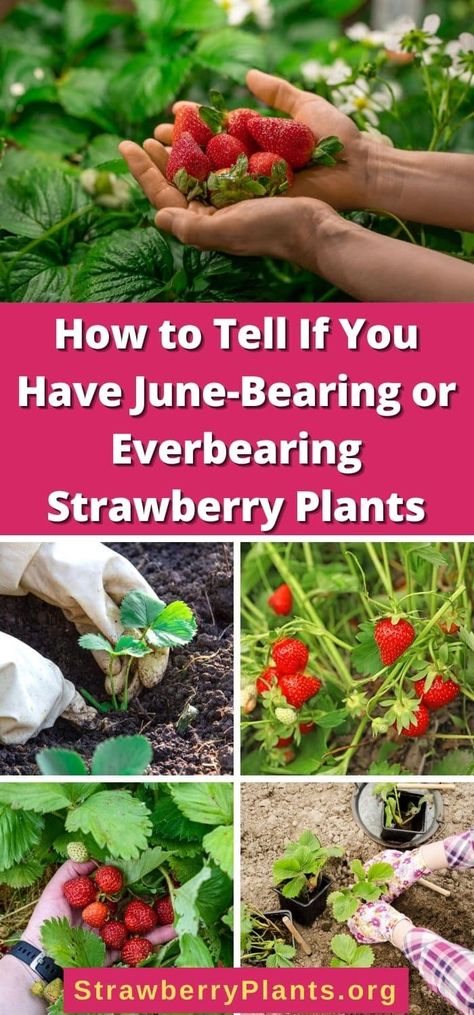 How to Tell If You Have June-Bearing or Everbearing Strawberry Plants Strawberry Facts, Everbearing Strawberries, Types Of Strawberries, Strawberry Varieties, Strawberry Beds, Strawberry Patch, Strawberry Plants, Plant Spacing, Harvest Time