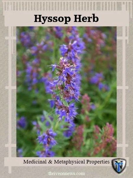 Herb Meanings, Hyssop Essential Oil, The Green Witch, Spiritual Bath, How To Calm Nerves, Healing Garden, Bath Recipes, Magic Herbs, Spiritual Living