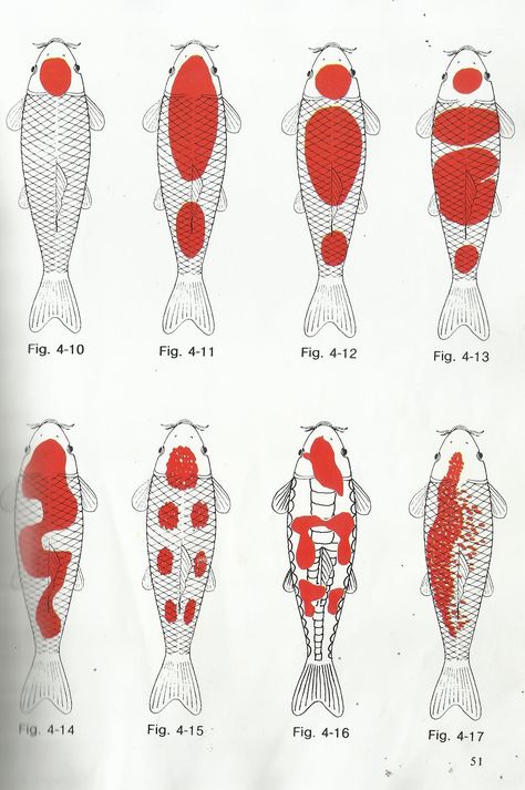 Kinds of kohaku diagram different types of kohaku Karp Koi, Tato Ikan Koi, Koi Painting, Koi Fish Drawing, Ikan Koi, Koi Art, Koi Tattoo, Carpe Koi, Koi Fish Tattoo