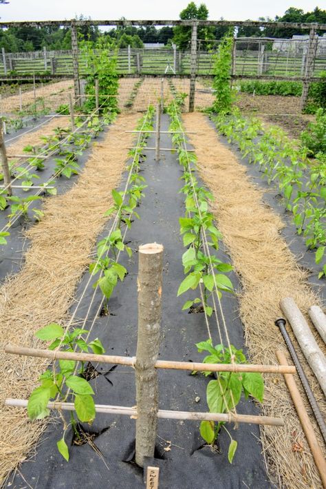 Supporting the Growing Eggplants and Peppers - The Martha Stewart Blog Eggplant Trellis, Pepper Trellis, Eggplant Garden, Growing Eggplant, Pepper Garden, Row Gardening, Growing Peppers, Garden Prepping, Backyard Garden Layout