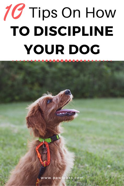 Dog Clicker, Dog Clicker Training, Easiest Dogs To Train, Dog Potty Training, Dog Potty, Dog Training Techniques, Best Dog Training, Dog Hacks, Dog Agility