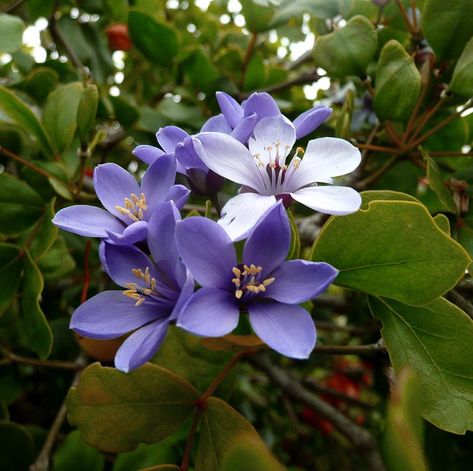 Rare Guaifenisen Lignum Vitae Guaiacum Officinale Jamaica Flower, Lignum Vitae, Rare Seeds, National Flower, Blossom Garden, Tropical Tree, Ornamental Trees, Rare Flowers, Rare Plants