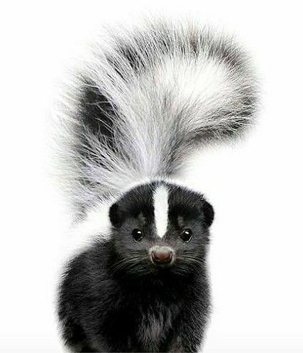 What a cute stinker Cute Skunk, Life Hacks Videos, Baby Skunks, Painted Rocks Diy, Hacks Videos, Animals Cute, Life Quotes To Live By, Silly Animals, Wooden Animals