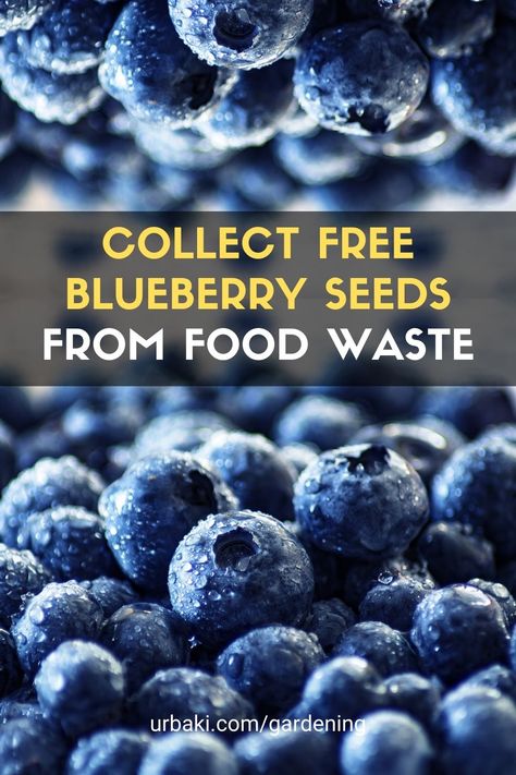 Growing Blueberries From Fruit, How To Plant Blueberries From Seed, Growing Blueberries From Seed, Garden Getaway, Saving Seeds, Growing Blueberries, Blueberry Plant, Gardening Vegetables, Blue Berries