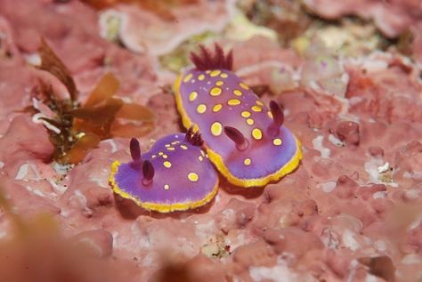 Animals In Hats, Sea Bunnies, Cool Sea Creatures, Pretty Fish, Sea Slugs, San Sebastian Spain, Fired Earth, Sea Snail, Sea Slug