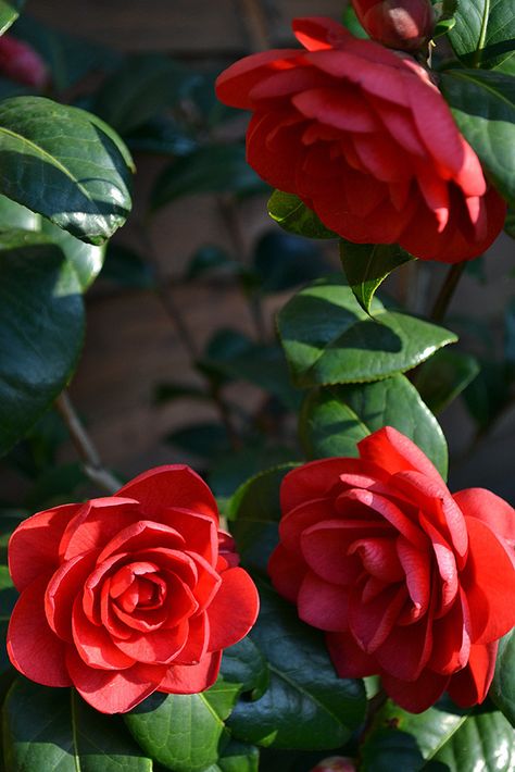 Blossom Garden, Camellia Flower, The Secret Garden, Flower Lover, Beautiful Blooms, Amazing Flowers, Love Flowers, My Flower, Beautiful Roses