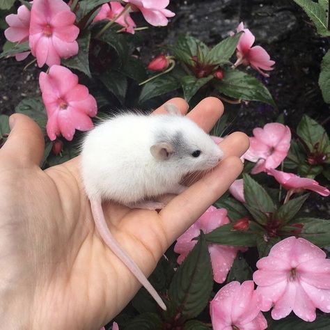 Pet Rodents, Pet Mice, Cute Rats, Pet Advice, Lovely Creatures, Mouse Rat, Pet Rats, Silly Animals, Cute Mouse