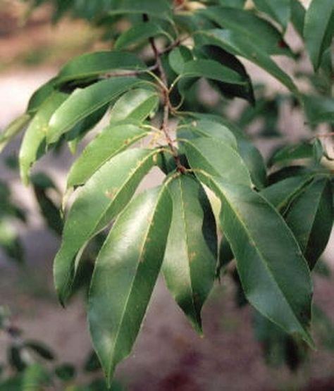 Black Cherry Black Cherry Tree, Cherry Leaf, Cherry Bark, Tree Identification, Rural Living, Cherry Tree, Landscape Trees, Black Cherry, The Landscape