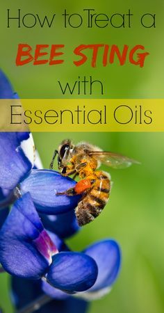 Fast & natural bee sting relief with essential oils! Definitely need to keep these on hand for the summer! Bee Sting Essential Oil, Bee Sting Relief, Remedies For Bee Stings, Sting Relief, Essential Oil Remedy, Oil Remedies, Essential Oils Herbs, Yl Essential Oils, Bee Sting