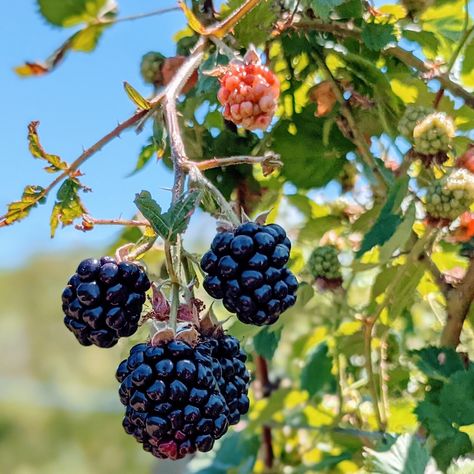 Planting Blackberries In Containers, Blackberry Companion Plants, Container Blackberries, How To Grow Blackberries, Blackberry Recipe, Grow Blackberries, Fruit Forest, Fruit Shrub, Blackberry Patch