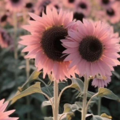 Camillia Bloomsbury on Instagram: "Are these pink sunflowers fake? I wish these were real, but I am afraid they are a scam. I see the seeds on Amazon, but customers said the seeds produced regular yellow sunflowers. There are no respectable seeds companies selling these that I could find. I also saw them on esty, and there wasn't a photo or comment from a buyer saying that they had success with blooms. They are calling these Midnight Oil Sunflowers. I sure wish they were real. I know Burpee ha Midnight Oil Pink Sunflowers, Flower Species, Flower Portraits, Growing Sunflowers, Luxury Flower Bouquets, Midnight Oil, Pink Sunflowers, Sunflowers And Daisies, Sunflower Photo