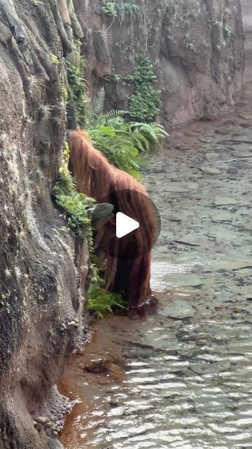 Bornean Orangutan, Funny Dance Moves, Birds Photography Nature, Contemporary Dance Videos, Dancing Animals, Ballet Dance Videos, Animals Amazing, Cool Dance Moves, Dance Choreography Indian