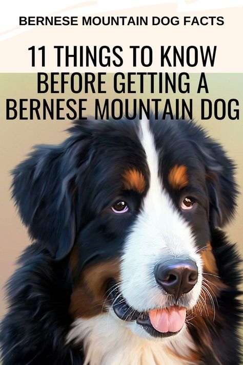 Bernese Golden Retriever, Female Bernese Mountain Dog, Mini Bernese Mountain Dog Full Grown, Bernese Mountain Dog Facts, Great Bernese Mountain Dog, Bernie’s Mountain Dogs, Bernese Mountain Dog Hiking, Mountain Bernese Dog, St Bernese Mountain Dog