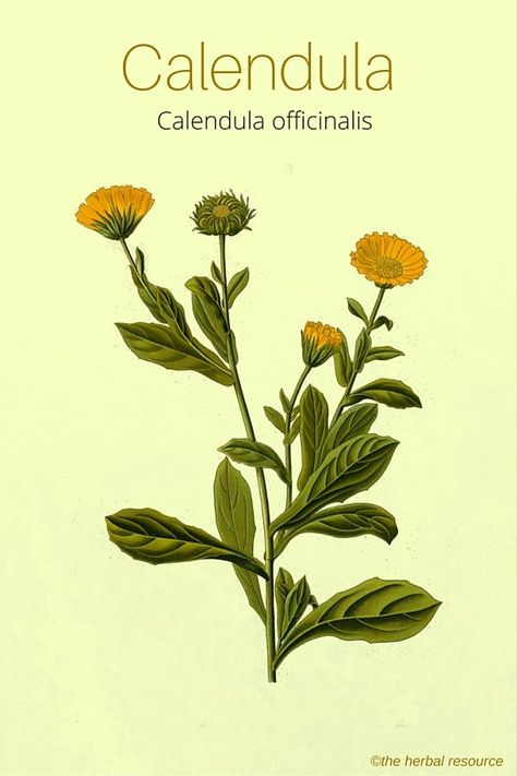 The Herb Calendula (Calendula officinalis) Calendula Officinalis, Holistic Health Remedies, Herbal Plants, Healing Plants, Herbal Healing, Herbs For Health, Holistic Remedies, Healing Herbs, Planting Herbs