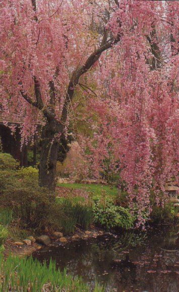 Cherry Weeping Willow Tree, Weeping Trees, Weeping Cherry Tree, Weeping Cherry, Weeping Willow Tree, Spring Things, Pretty Trees, Blossom Garden, Beautiful Trees