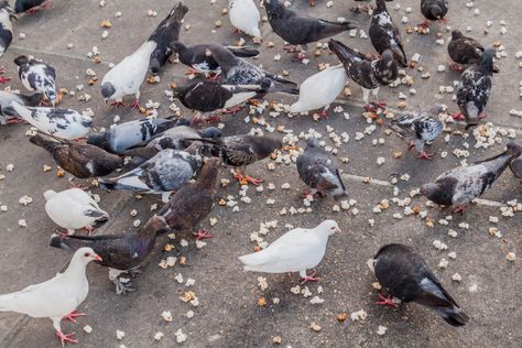 Can Birds Eat Popcorn? Feeding Your Feathered Friends Popcorn Brands, Food Substitutes, Feeding Birds, Summer Vision, Seed Balls, Popcorn Balls, Popcorn Snacks, Bird Feeding, Microwave Popcorn