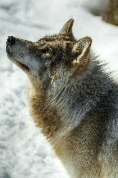 "Well, wolves will pretty rarely hunt. You're vulnerable if you're on your own or injured. But for lone wolves, get up high, show them that you're not injured, face 'em off, be authoritarian with it, and look 'em in the eye." — Bear Grylls Wolf Images, Wolf Stuff, Wolf Photos, Wolf Love, Wild Wolf, Spirit Animals, Wolf Pictures, Wolf Spirit, Beautiful Wolves