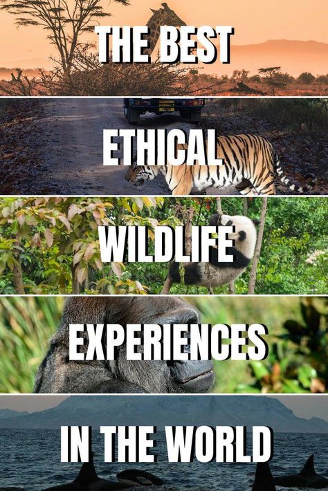 Ethical Travel, Cheap Places To Travel, Animal Experiences, Wildlife Travel, Eco Travel, Eco Friendly Travel, Sustainable Travel, Travel Images, Culture Travel