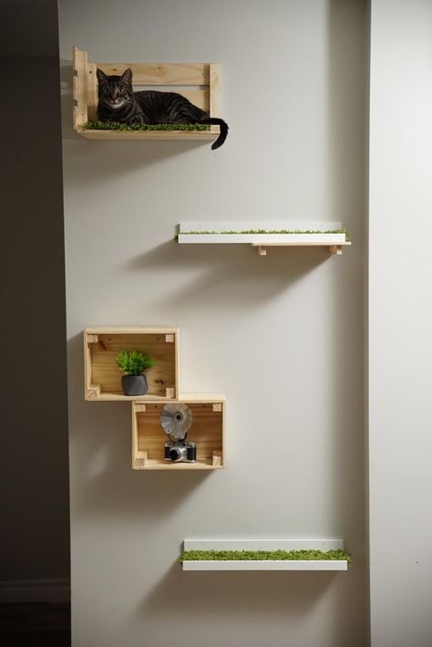 Diy cat shelves