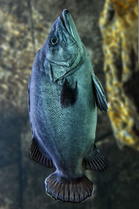 "Pacu fish swimming gracefully among aquatic plants, showcasing its leaf-munching behavior and elegant presence in the water." Pacu Fish, Alien Fish, Rare Fish, Guppy Fish, Monster Fishing, Baby Fish, Puffer Fish, Clownfish, Fishing Videos