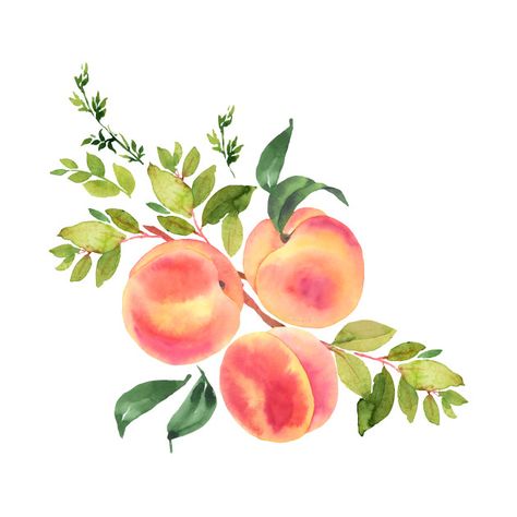 Peach Illustration, Peaches, Watercolor Illustration, Watercolor Painting, Stock Photos, Google Search, Watercolour Painting