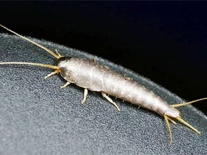 What Are Silverfish Bugs? Silver Fish Bug, Get Rid Of Silverfish, Rid Of Bed Bugs, Wasp Nest, Household Pests, Flea Prevention, Bug Control, Bug Repellent, Insect Control