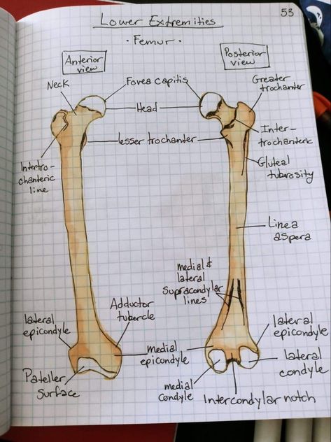 Bone Notes Anatomy, Anatomy Bones Notes, Bone Anatomy Study, Anatomy Bones Studying, Bone Markings Anatomy, Orthopedic Aesthetic, Medicine Art Anatomy, Femur Bone Anatomy, Bones Anatomy Study