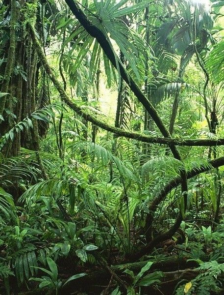 Jungle Astethic, Indian Jungle Aesthetic, South American Jungle, Jungle Core Aesthetic, Amazon Jungle Photography, Jungle Asethic, Jungle Mood Board, Tropical Jungle Aesthetic, Indonesia Jungle