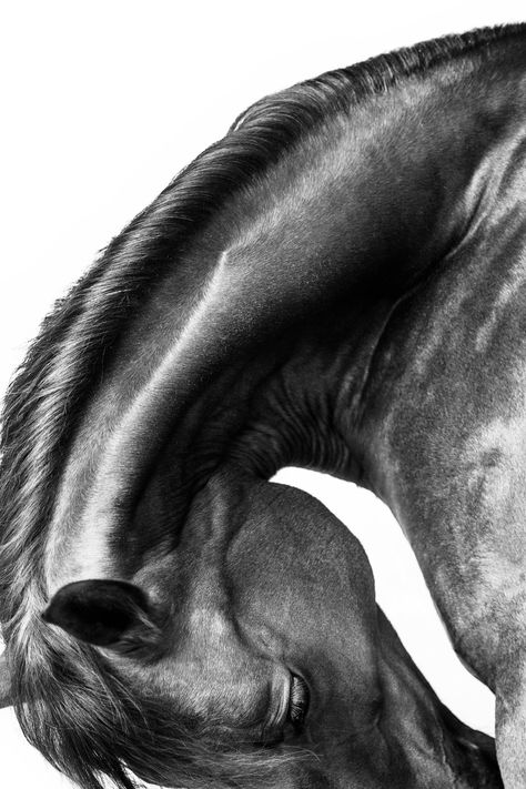 Equine Portraits, Equine Photographer, Horse Aesthetic, Horse Portrait, Equine Art, Equine Photography, Black Horse, Horse Photos, Pretty Horses