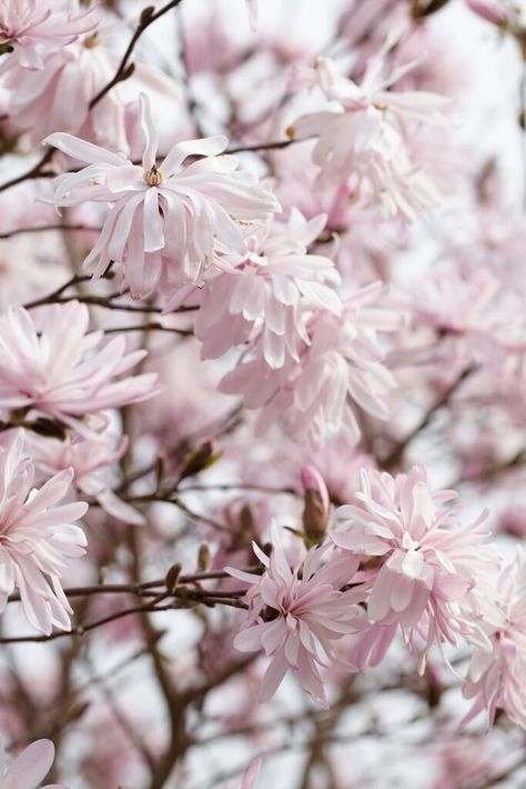 Magnolia stellata f. keiskei |  Shrubs/RHS Magnolia Stellata, Buy Plants Online, Wildlife Gardening, School Garden, Plant Spacing, Garden Show, Buy Plants, Chelsea Flower, Chelsea Flower Show