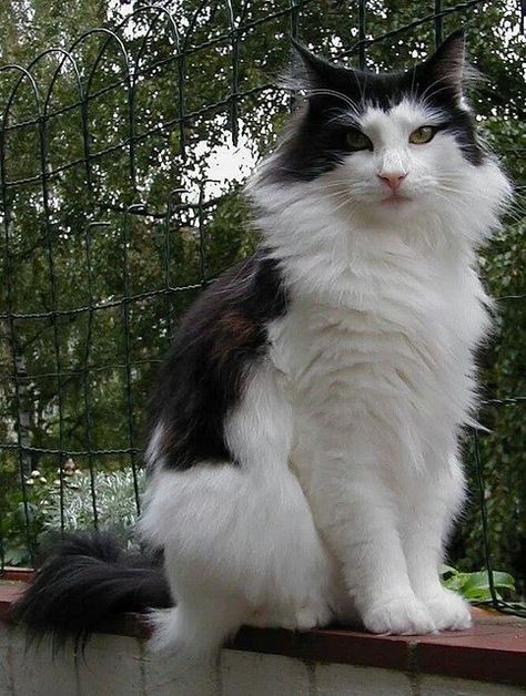 Tuxedo Cat Facts, White Cat Breeds, Exotic Cat Breeds, Norwegian Forest, Forest Cat, Most Beautiful Animals, Norwegian Forest Cat, Manx, Cat Facts