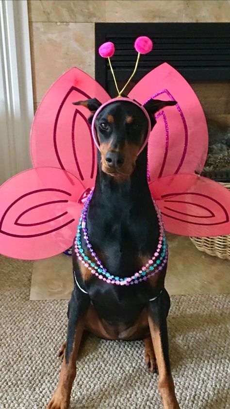 Doberman Funny, Doberman Love, Doberman Pinscher Dog, Doberman Puppy, Doberman Dogs, Silly Dogs, Silly Animals, Cute Funny Dogs, Doberman Pinscher