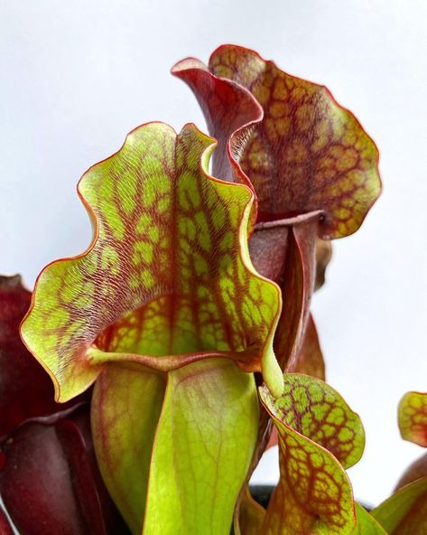 Purple Pitcher Plant, Sarracenia Purpurea, Animal Tarot, Pitcher Plant, Carnivorous Plants, Reference Images, Botany, House Plants, Podcast