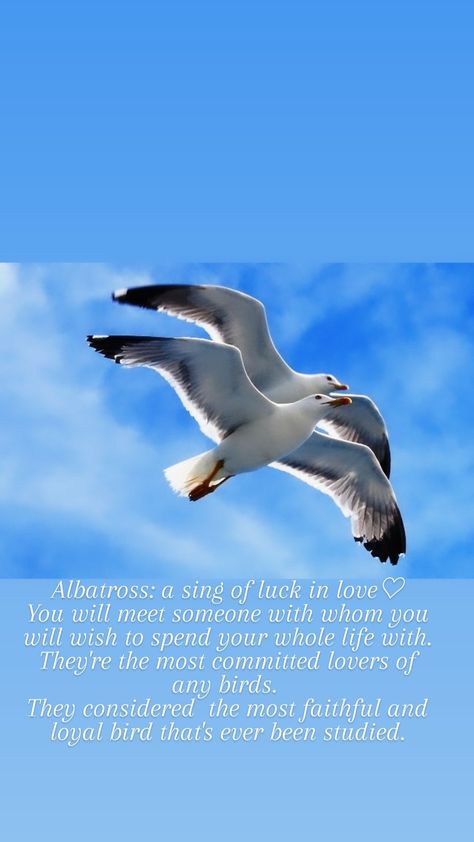 Albatross Quotes Love, Albatross Wallpaper Aesthetic, Albatross Quotes, Albatross Wallpaper, Army Couple Pictures, Calming Pictures, Walt Disney Princesses, Funky Tattoos, Army Couple