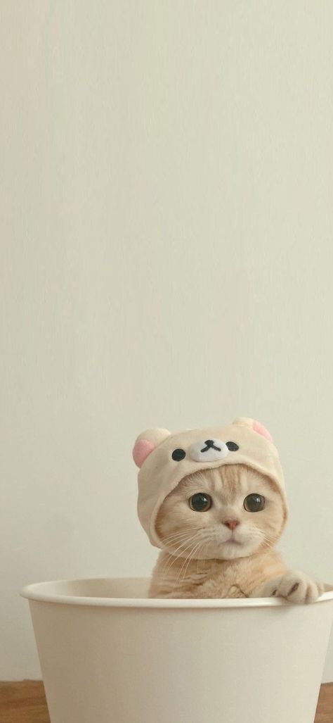 Call Background Iphone, Calling Background Wallpaper, Wallpaper Backgrounds Cat Aesthetic, Cat Iphone Wallpaper Aesthetic, Wallpaper Iphone Cute Home Screen, Girly Iphone Wallpaper Aesthetic, Wallpaper For Call Backgrounds, Cute Cats Wallpaper Aesthetic, Cute Cat Wallpaper Cute Cat Wallpaper Aesthetic