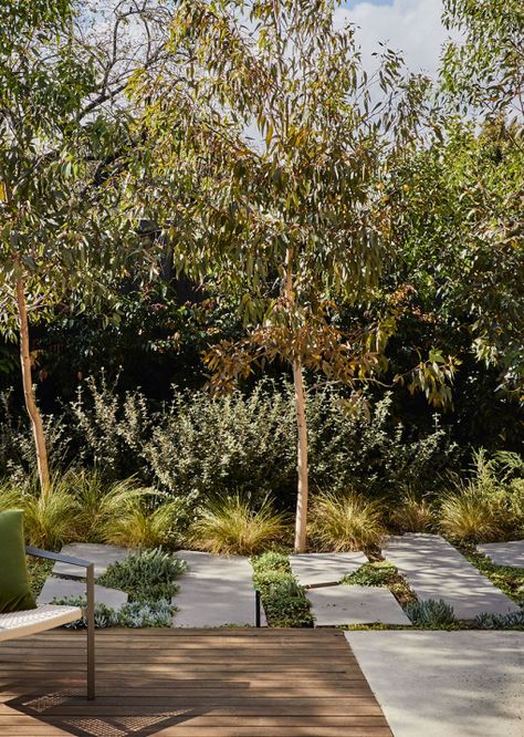 Native Screening Plants Australia, Small Courtyard Gardens Australia, Australian Backyard Ideas, Backyard Australia, Garden Ideas Australia, Sustainable Garden Design, Melbourne Garden, Sydney Gardens, Australian Garden Design