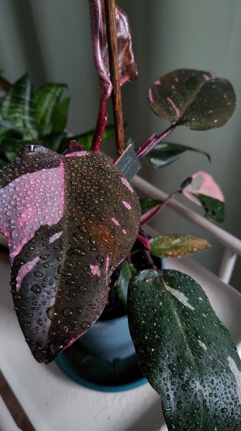 Dorm Plants, Pink Princess Philodendron, Wishlist Plants, Plant Person, Philodendron Pink Princess, Plants Aesthetic, Dream Plants, Philodendron Plant, Garden Plant Pots