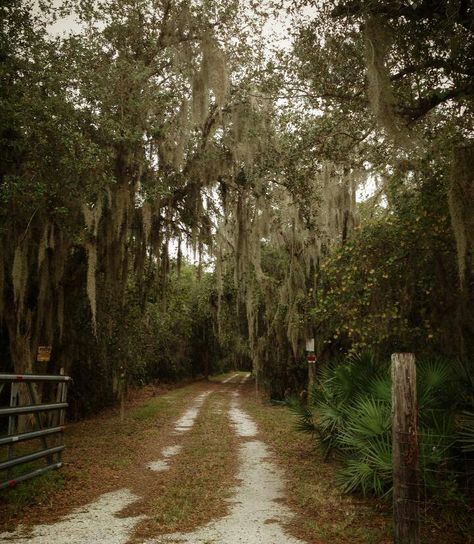 Old Florida...private road...like ones to the Myakka River East of Laurel FL... Rural Florida Aesthetic, Poor Southern Aesthetic, Old South Aesthetic, Dark Florida Aesthetic, Florida Swamp Aesthetic, Florida Gothic Aesthetic, Black Southern Aesthetic, Gothic Florida, The South Aesthetic