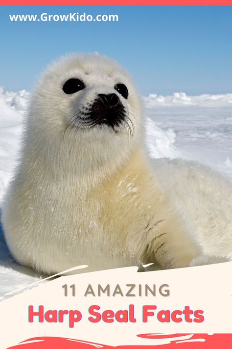 11 Interesting & fun Harp Seal facts that will surely be going to surprise you. Harp Seal Fact- 3 is the most amazing one. Harp Seal Craft, Arctic Seal Craft, Ocean Diorama, Winter Theme Preschool, Seal Craft, Ocean Projects, Fun Facts For Kids, Harp Seal, Kid Experiments