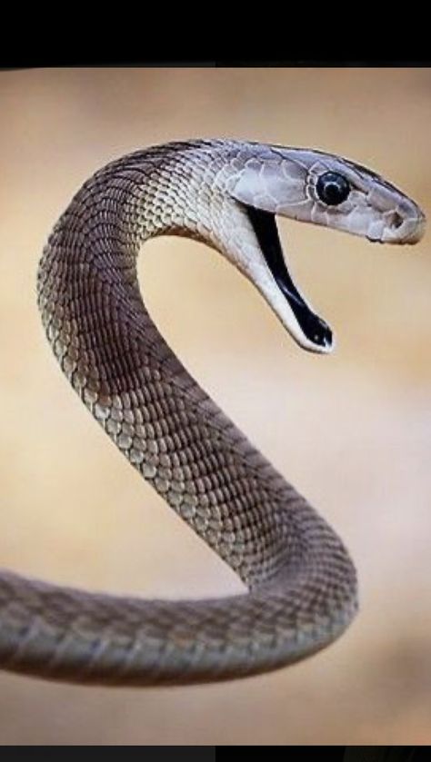 Snake Reference, Black Mamba Snake, Freddy Krueger Art, Mamba Snake, Snake Images, Snake Photos, Snake Venom, Cute Reptiles, Snake Art