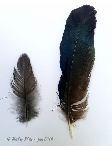 feathers of a crow Crow Feathers, Crow Feather, A Crow, Card Inspo, Crows, Feathers, Zen, Birds, Tattoos