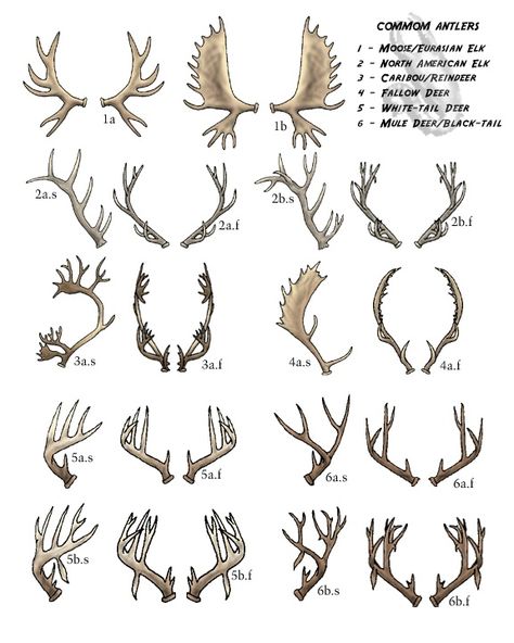 Antlers Drawing, Antler Drawing, Antler Tattoos, Antler Tattoo, Deer Tattoo, Deer Skulls, Skull Drawing, Creature Concept Art, Creature Concept