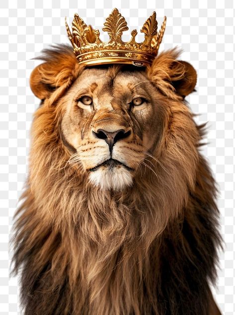 Crown Transparent Background, Lion Accessories, Lion With A Crown, Lion Black And White, Crown Background, Aesthetic Pngs, Lion With Crown, Lion Png, Lion Crown