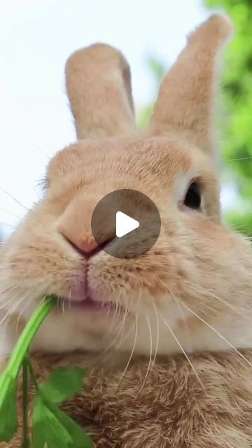 Country Living UK | on Instagram: "Happy Easter everyone! Here's a beautiful video of fluffy bunnies for you to enjoy🐰 #Easter #EasterBunny #Wildlife" Fluffy Bunnies, Country Living Uk, Happy Easter Everyone, Beautiful Video, Fluffy Bunny, Country Living, Happy Easter, Easter Bunny, Easter